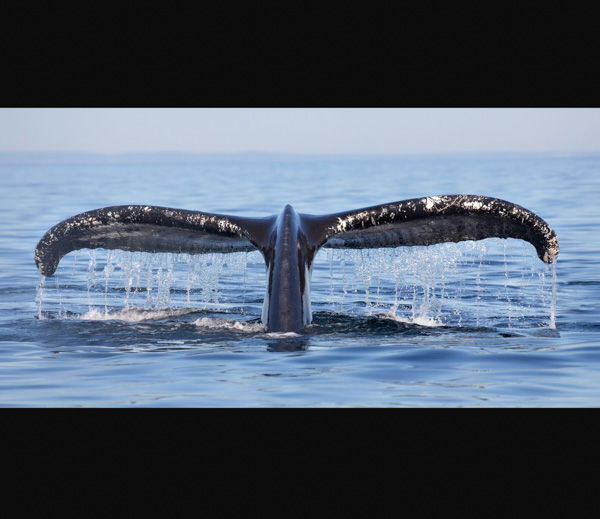 Whale Tail Pano on Metal 30 x 60