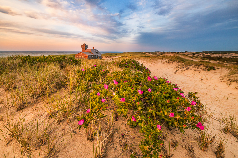 Beach-Roses-at-Old-Harbor-Life-Saving-Station---Provincetown.jpg