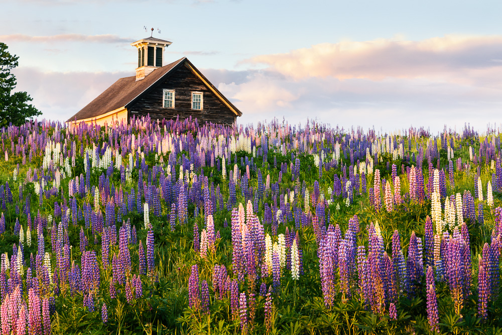 Lupine-summer---Maine.jpg