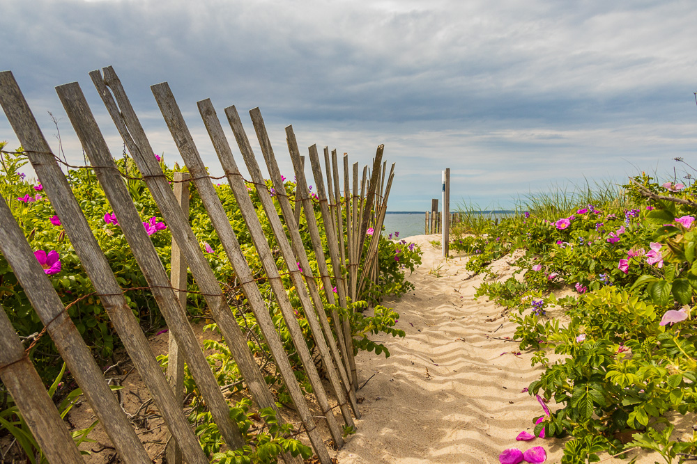 Beach-Fence-and-Beach-Roses---Falmouth.jpg