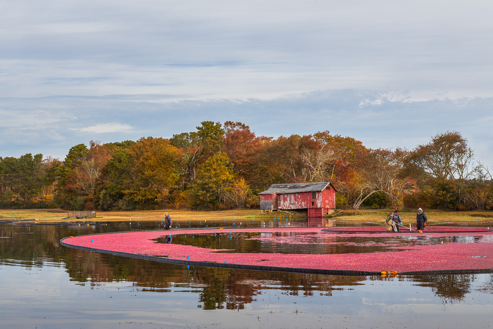 Cranberry-Bog---Yarmouth,-Cape-Cod.jpg