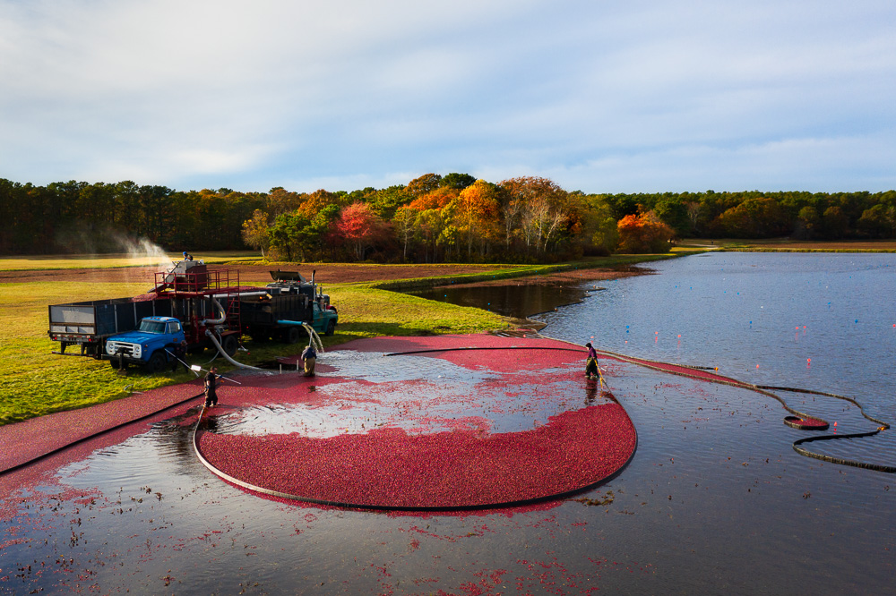 Cranberry-Bog-Harvest__.jpg