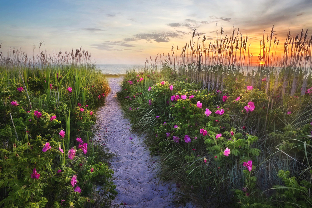 Path-leading-to-a-beach-on-Cape-Cod-at-sunset-with-beach-roses.jpg