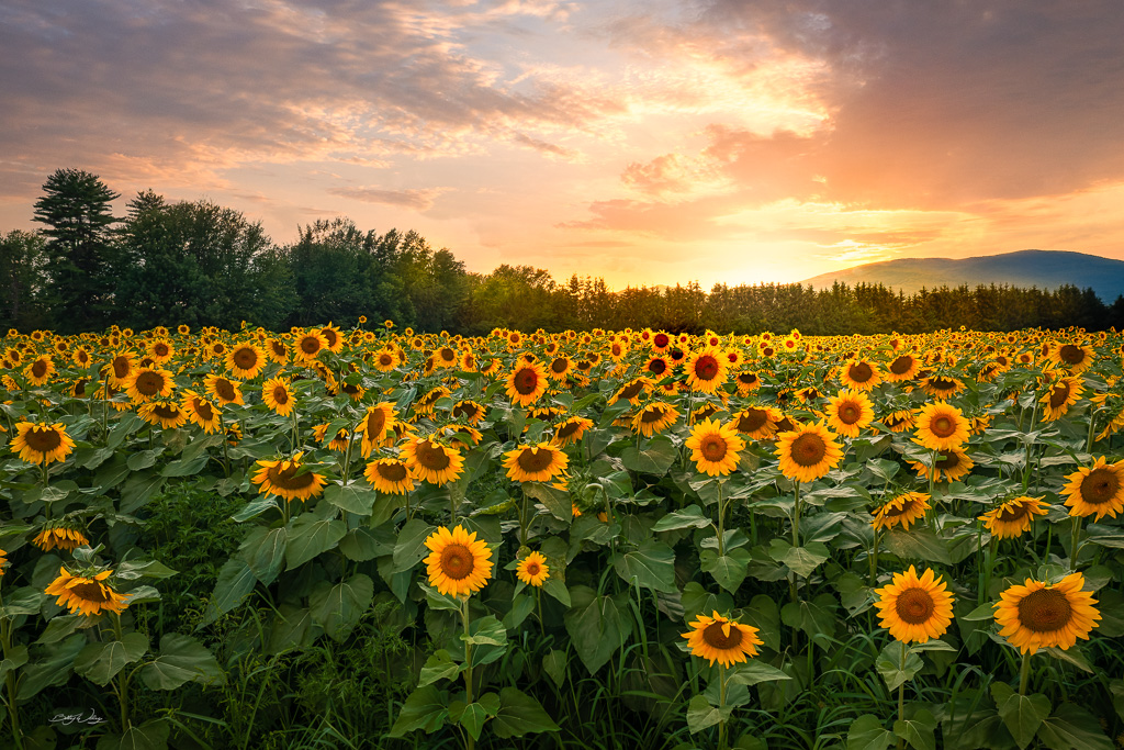 Sunflower-Field-signed-.jpg