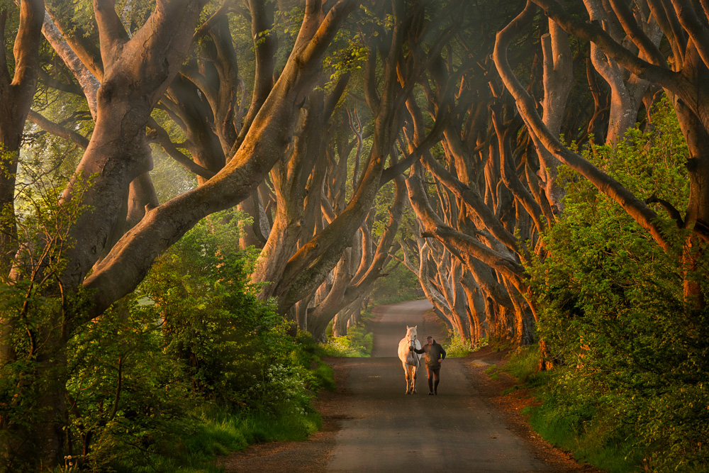 dark-hedges-.jpg