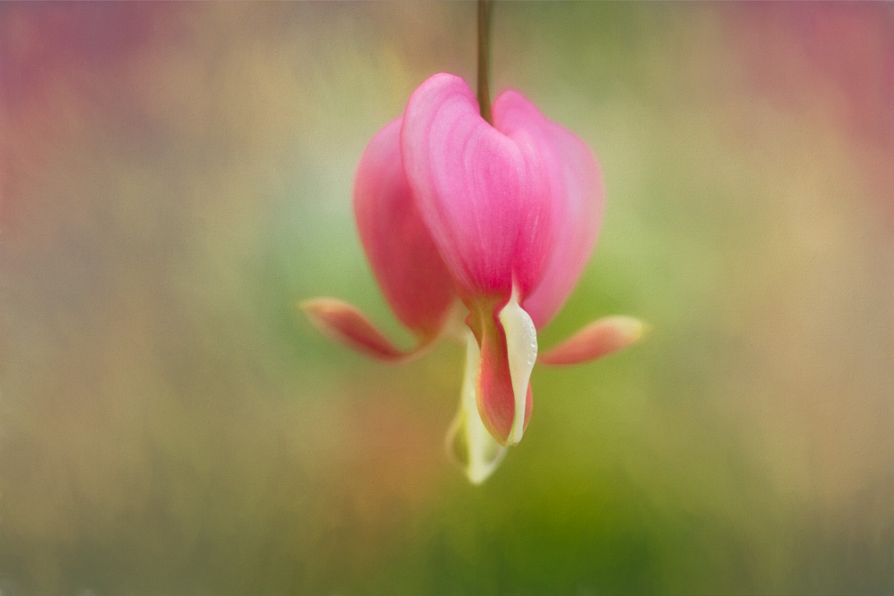 bleeding-heart-before-edit-2.jpg