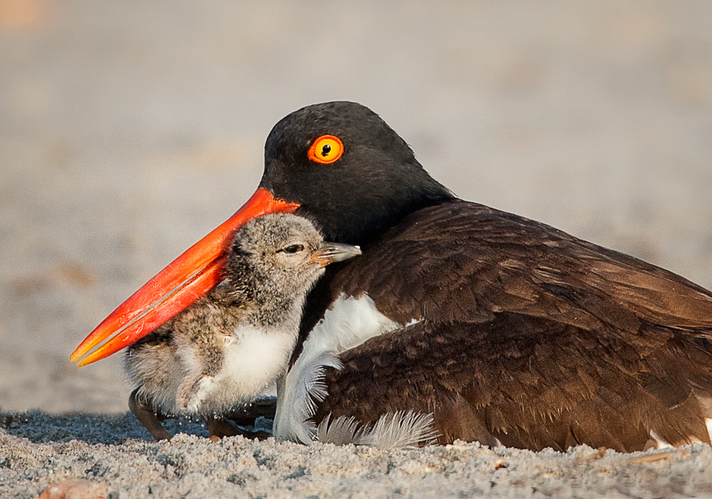 20210206-oystercatcher-and-chick-crop.jpg