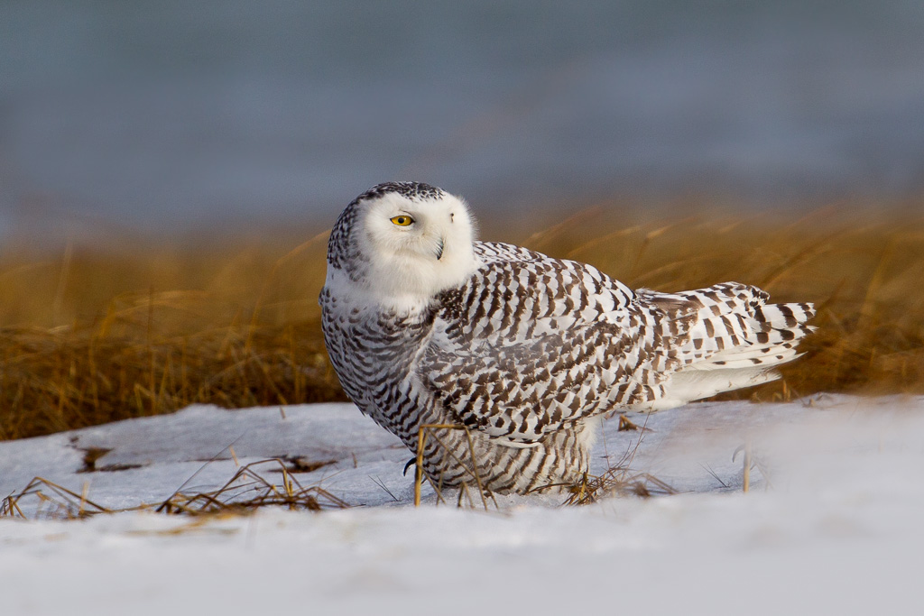snowy-owl-1.jpg