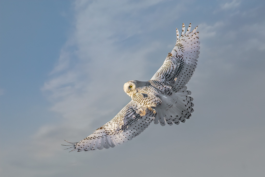 snowy-owl-2.jpg