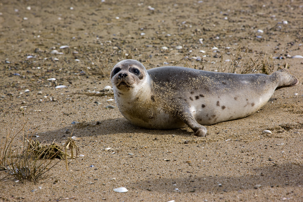20090307-seal-pup.jpg