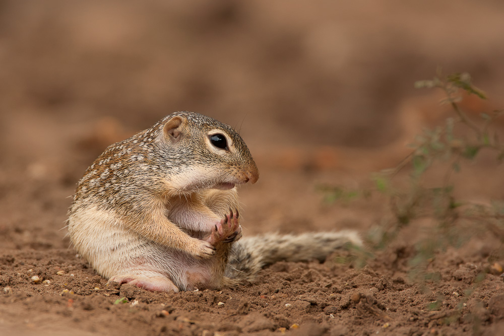20100517-mexican-ground-squirrel.jpg