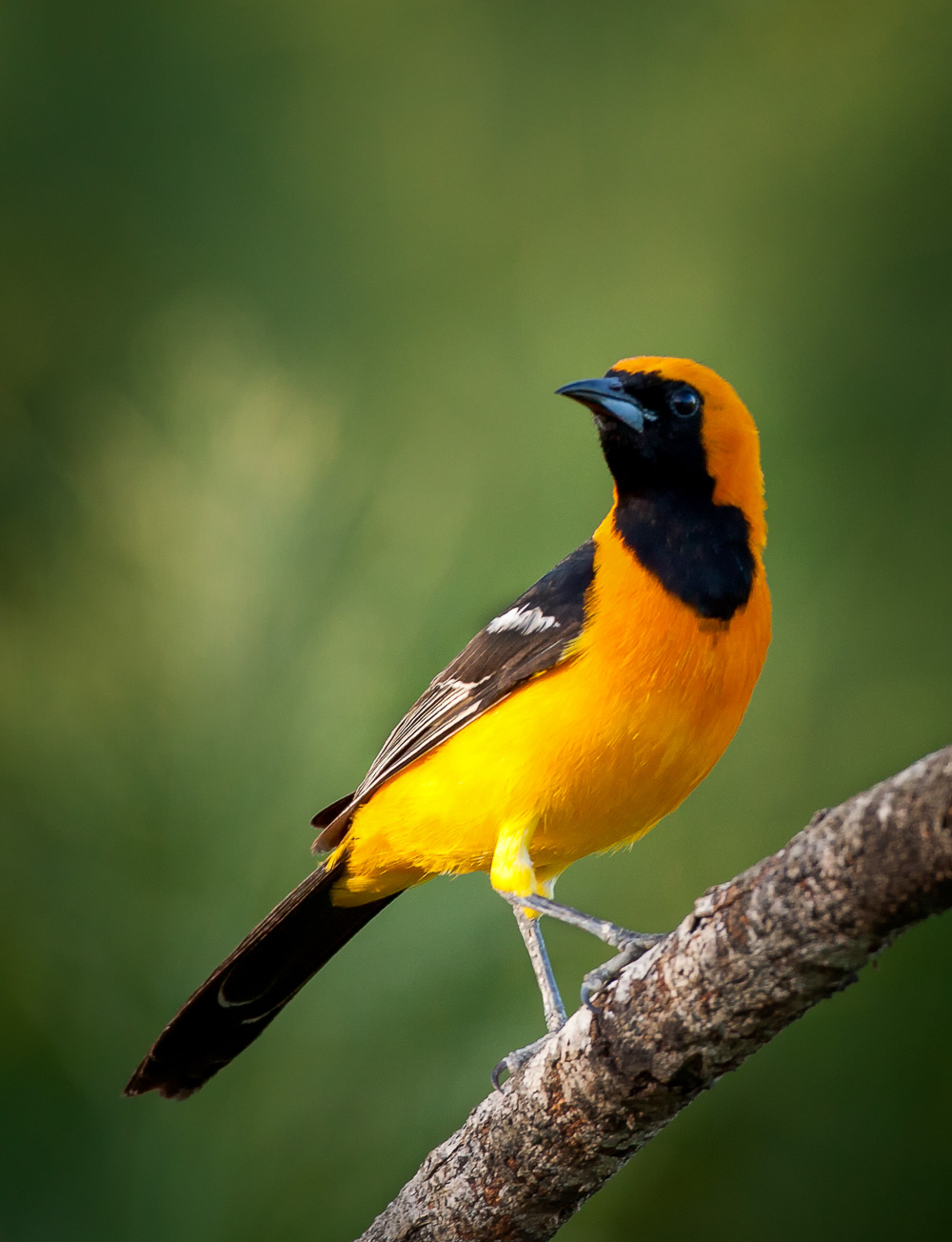 20100518-hooded-oriole-male-copy.jpg