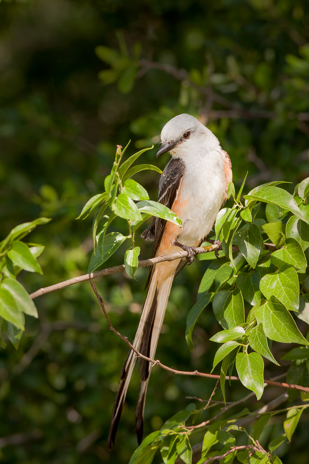 20100520-scissor-tail-flycatcher-male.jpg