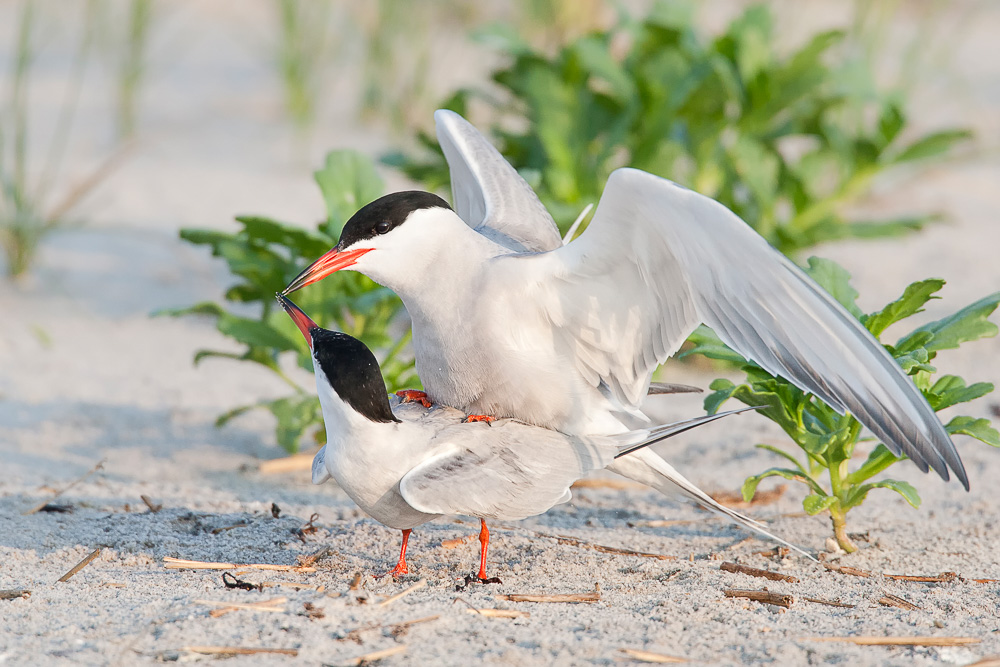 20100626-terns-mating-3.jpg