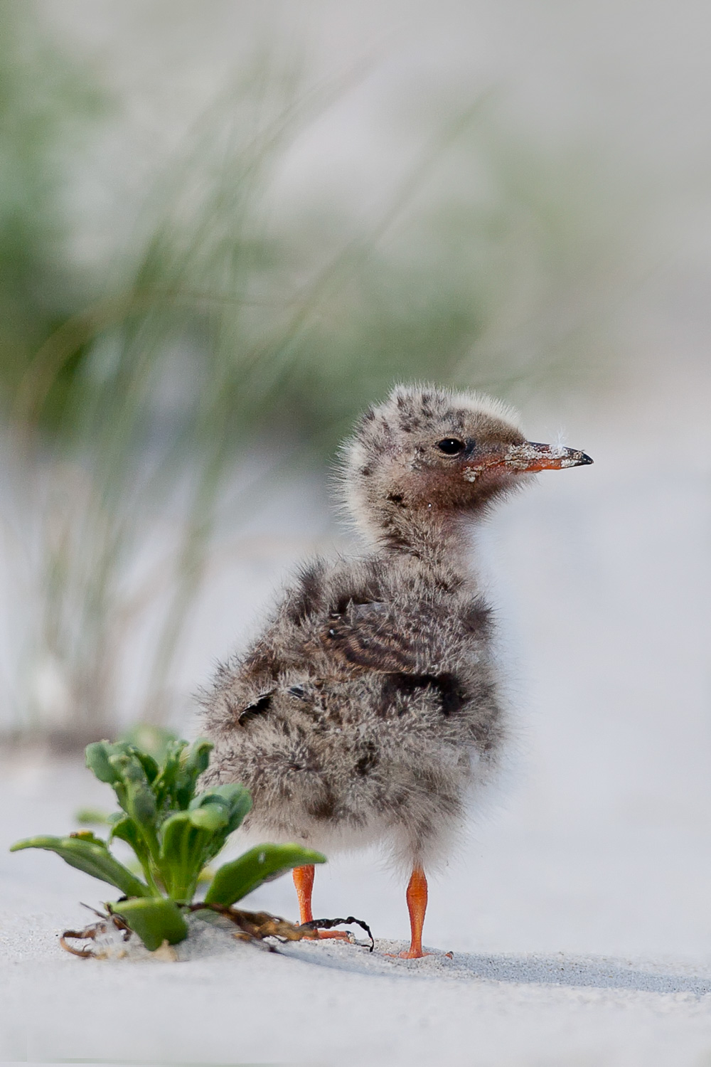 20100722-little-tern-chick.jpg