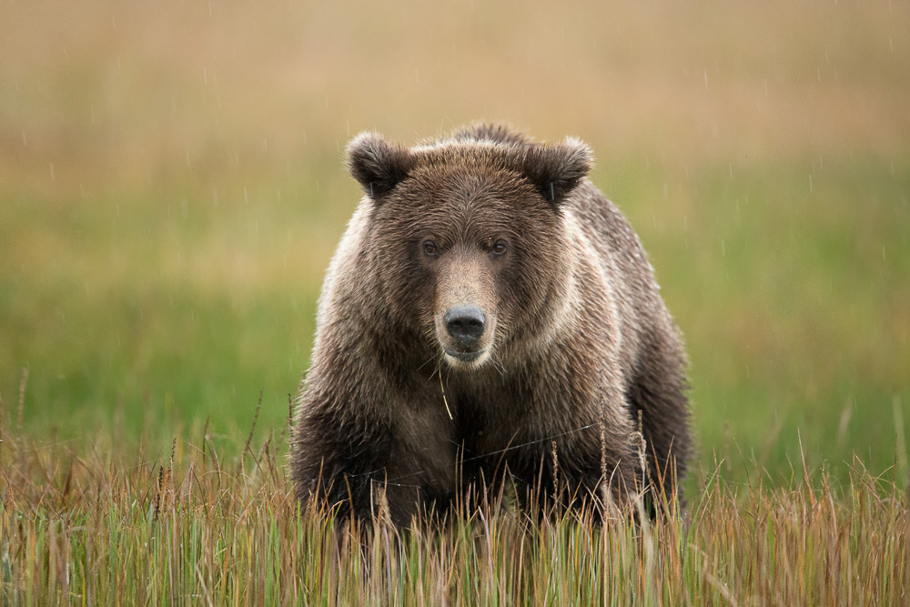 Coastal-Brown-Bear--8278.jpg