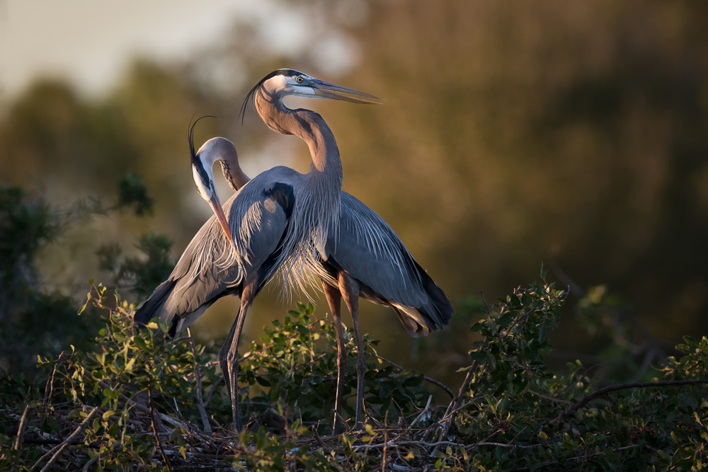 Great-blue-herons-grooming.jpg