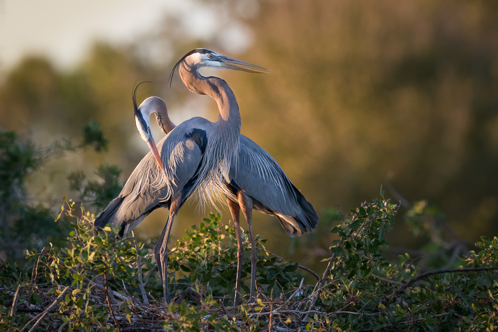 great-blue-herons-signed.jpg