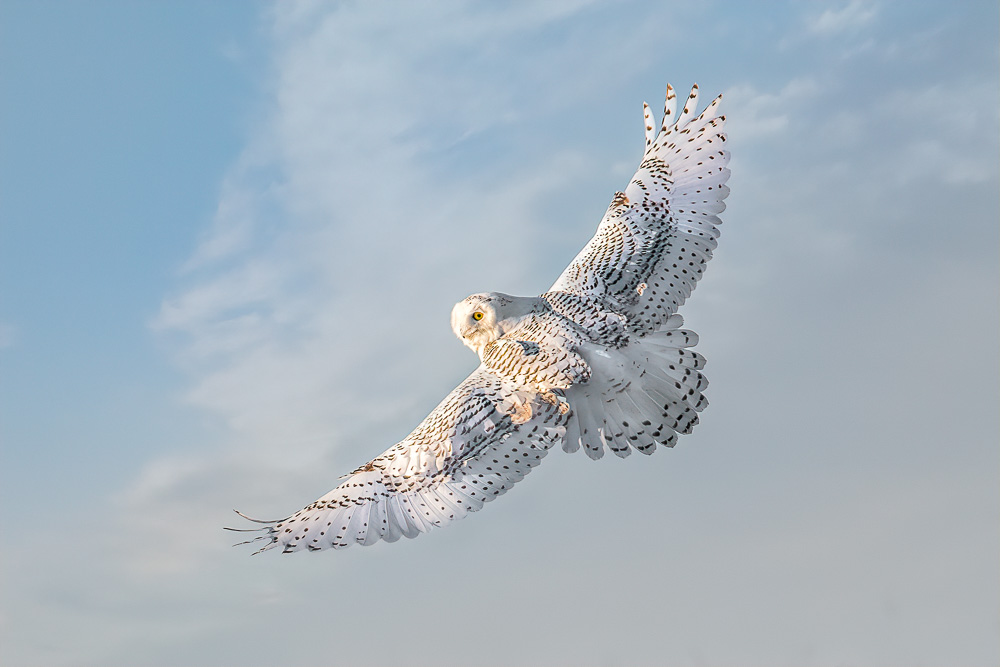 snowy-owl-2_v1.jpg