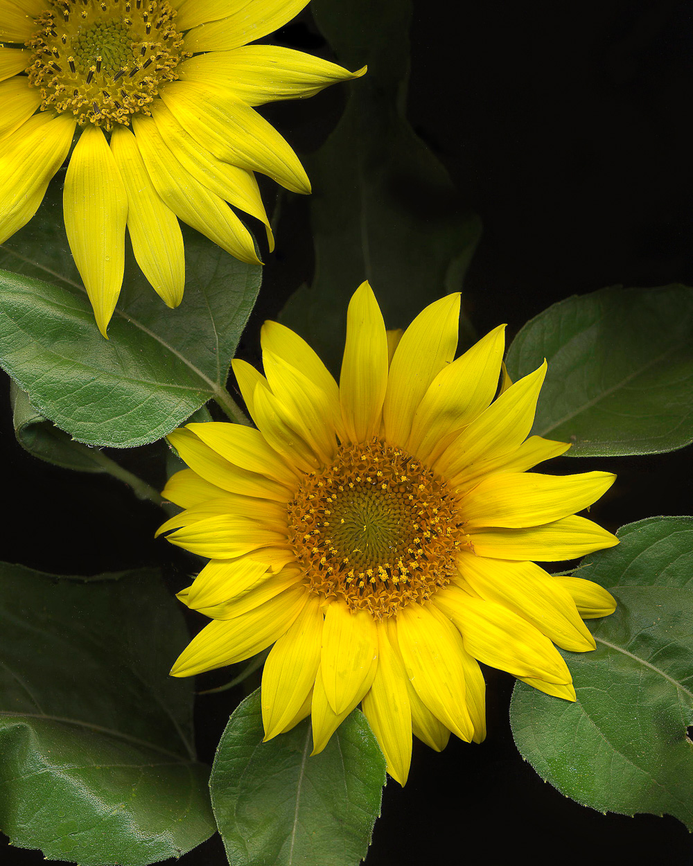 20070412-sunflowers-crop-WIP.jpg