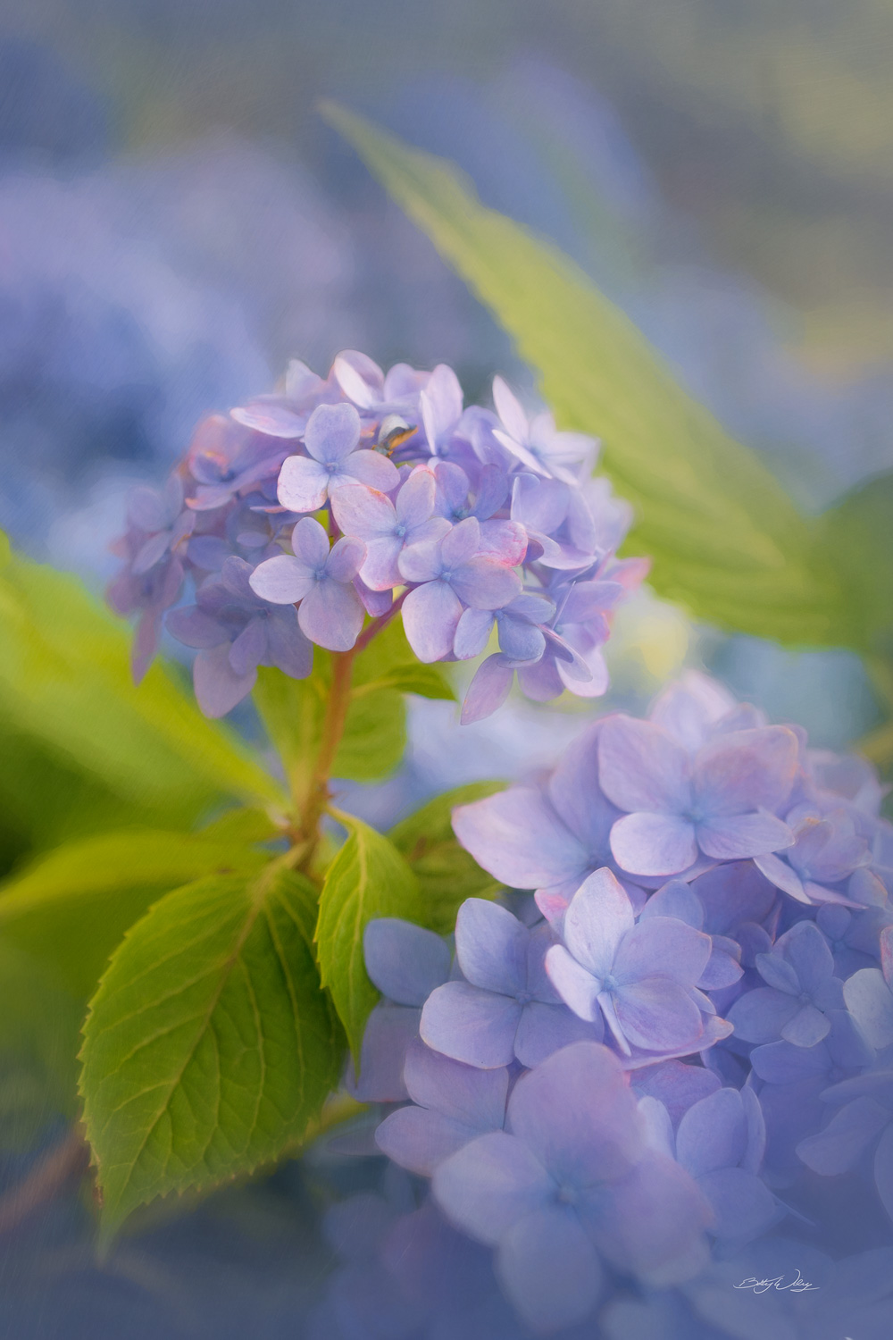 Hydrangeas-8-x-12-signed.jpg