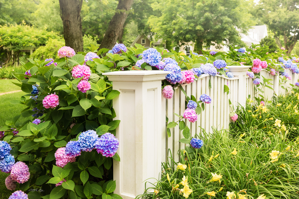 Hydrangeas-Wellfleet.jpg