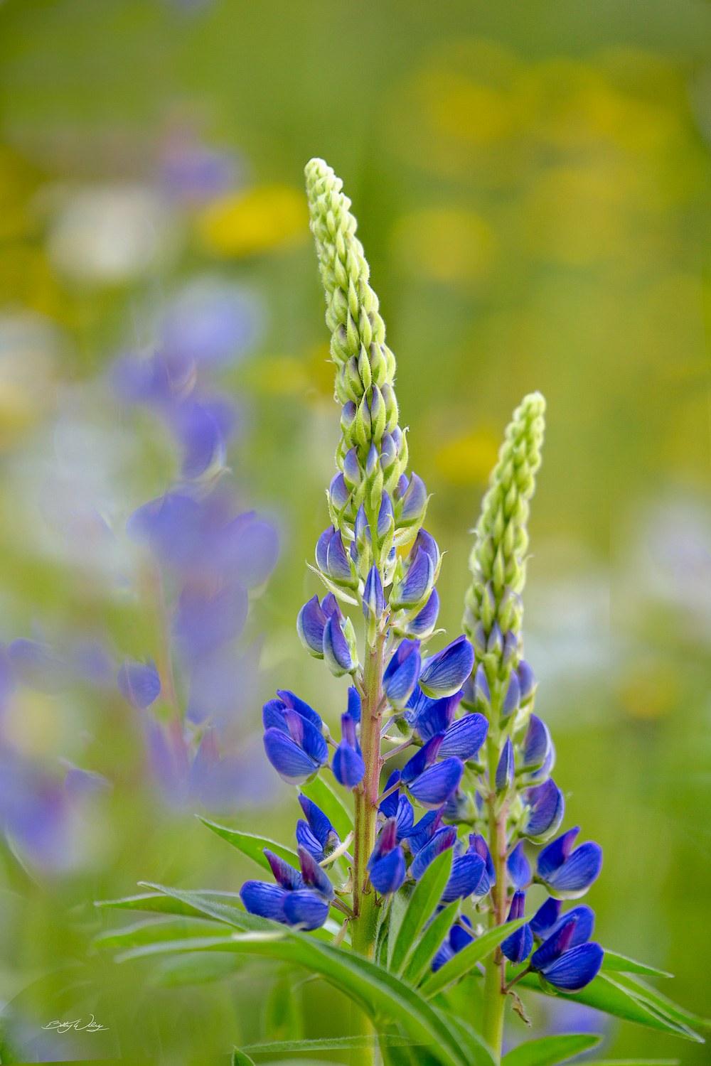 Lupines-8-x-12-signed.jpg