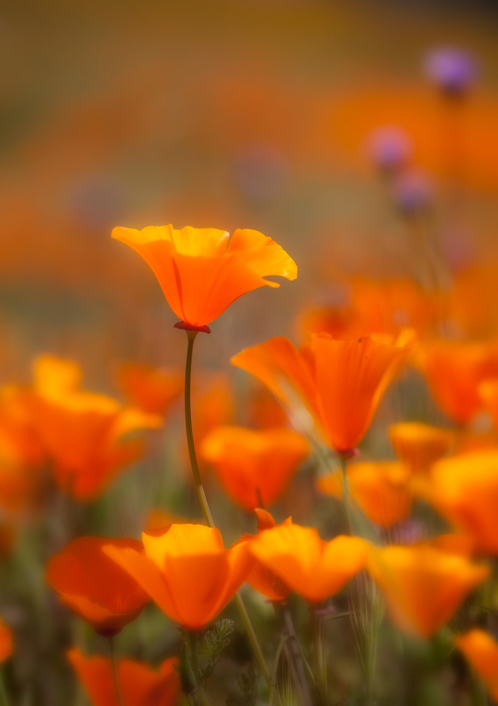 california-poppies-2.jpg