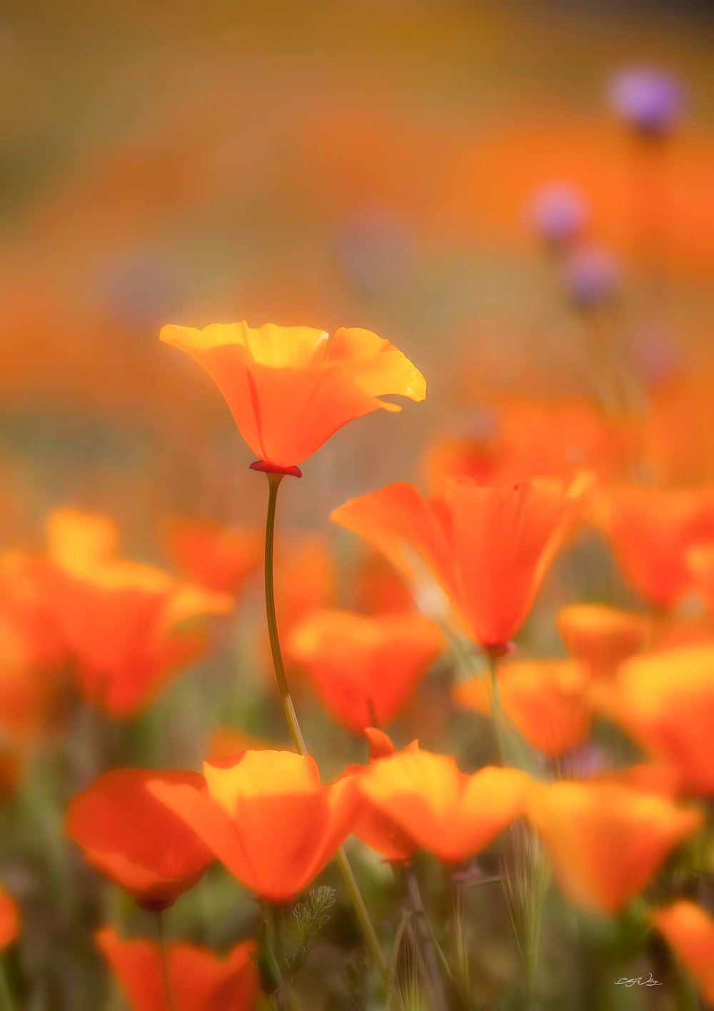 california-poppies-signed.jpg