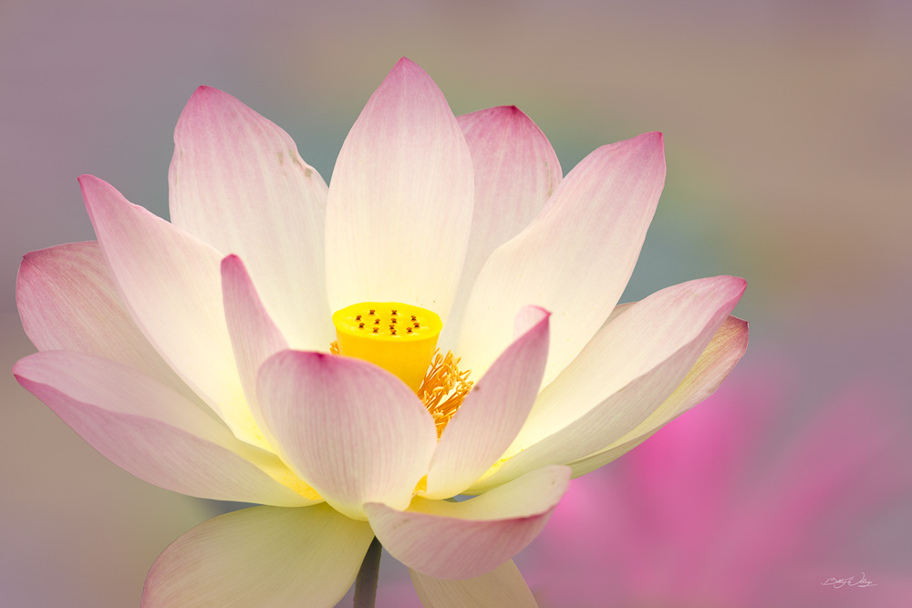 lotus-blossom-signed.jpg