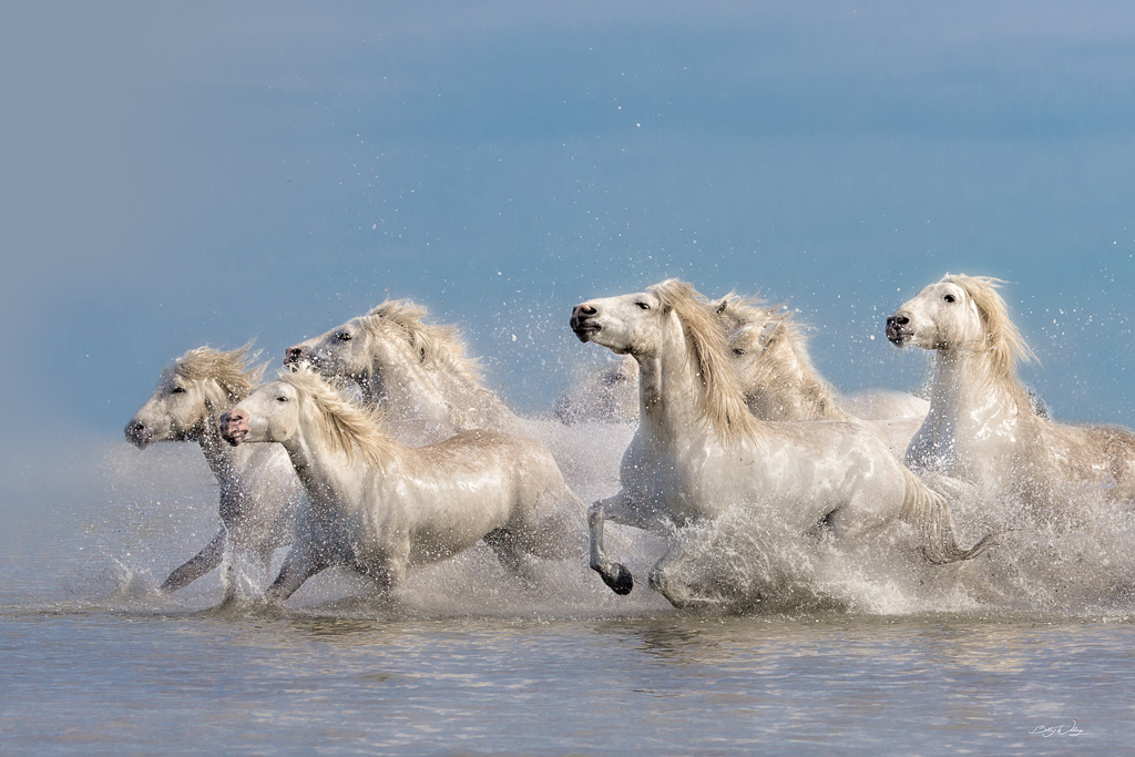 White-Horses-of-the-Camargue-Edit.jpg