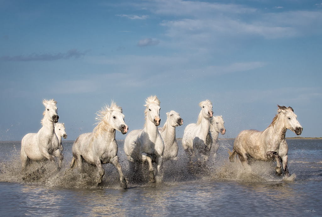 White-Horses-of-the-Camargue-II-signed-Edit.jpg