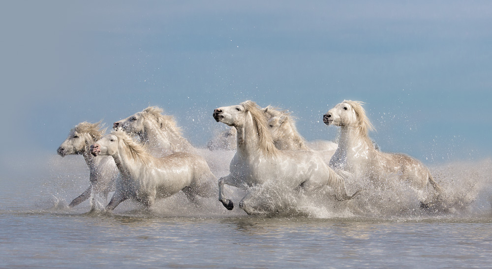 White-Horses-of-the-Camargue.jpg